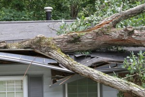 tree roof damage
