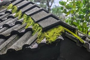 How to Keep Moss and Algae Off Of Your Asphalt Roof